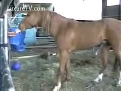 A full-sized horse is shown in a zoo film developing a hardon on the ranch.